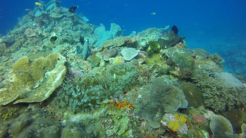 Coral reef in Indonesia Video stock 99326794