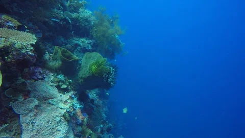 Coral reef in Indonesia Stock-Footage 99583974