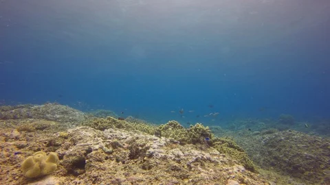 Coral reef in Indonesia Video stock 99584067