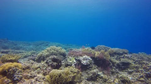 Coral reef in Indonesia Video stock 100154467