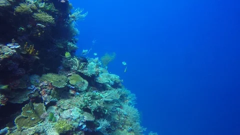 Coral reef in Indonesia Video stock 100154582
