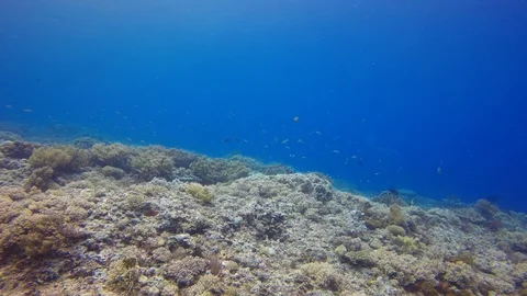 Coral reef in Indonesia Video stock 100154699