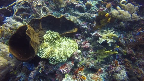 Coral reef in Indonesia Video stock 100403032