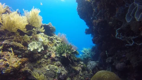 Coral reef in Indonesia 스톡 동영상 100403170
