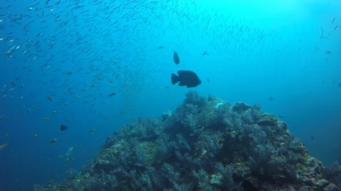 Coral reef in Indonesia Stockbeeldmateriaal 105149337