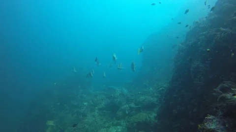 Coral reef in Indonesia Video stock 105149436