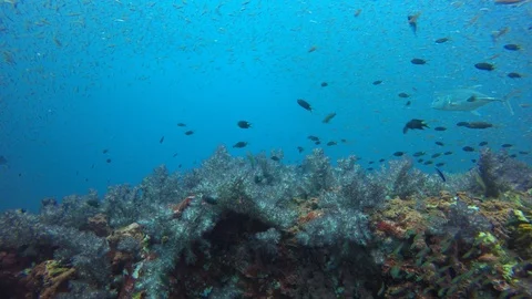 Coral reef in Indonesia Видео 105149802