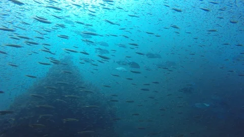 Coral reef in Indonesia Stockbeeldmateriaal 105223544