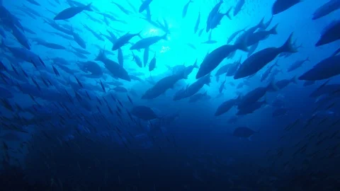 Coral reef in Indonesia Stockbeeldmateriaal 105224633
