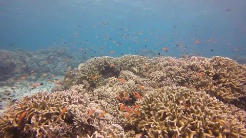Coral reef in Indonesia 스톡 동영상 111382279
