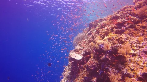 Coral reef in Indonesia Stock Footage 117091795