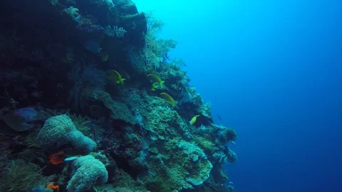 Coral reef in Indonesia 스톡 동영상 122097622