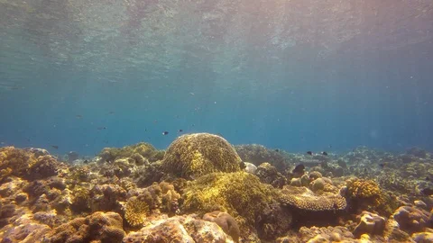 Coral reef in Indonesia Stock Footage 122097665