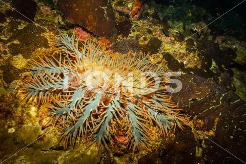 On coral reef of Koh Tao Stock Photos