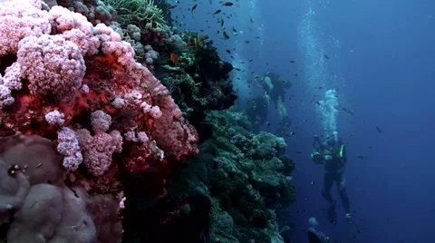 Coral reef landscape with divers in background, red sea reef Video stock 42894036