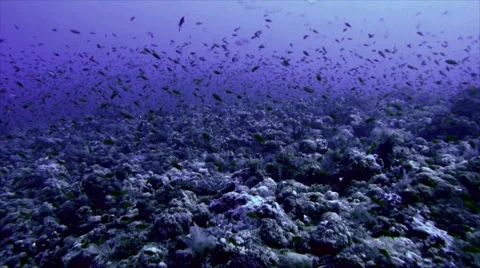 Coral reef landscape Stock Footage 42987177