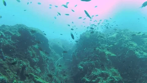 Coral Reef Landscape Stock Footage 82649266