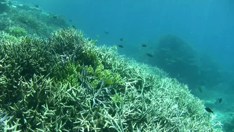 Coral Reef Landscape Stock Footage 327508451