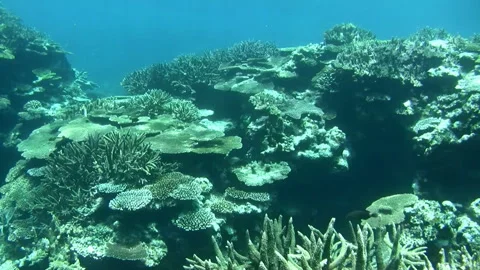 Coral Reef Landscape Stock Footage 327508786
