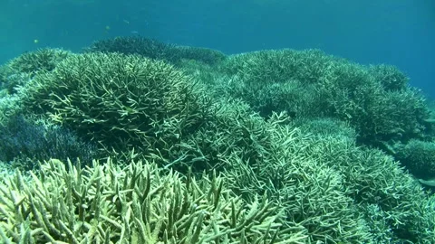 Coral Reef Landscape Video stock 327511007