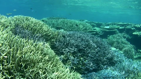 Coral Reef Landscape Stock Footage 327511141