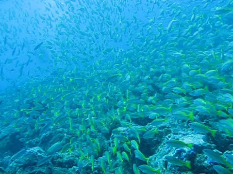 Coral reef with large numbers of schooling fish Stock Footage 26208385