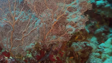 A coral reef with a large tree branch in the foreground Stock Footage 276346525