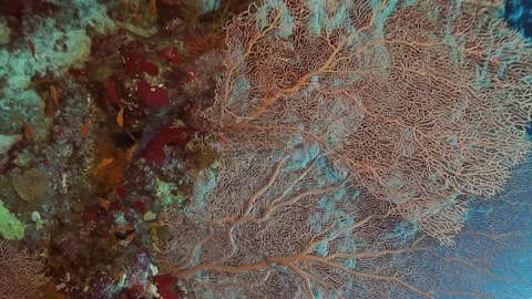 A coral reef with a large tree in the middle Stock Footage 276077733