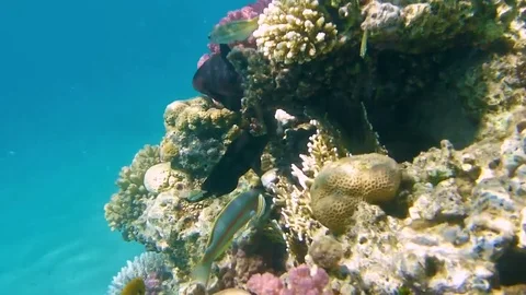 Coral reef life Vídeo Stock 75371461