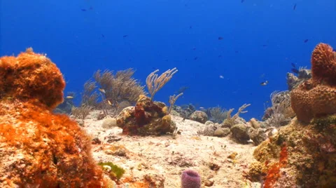 Coral reef lockdown shot Stock Footage 1068955