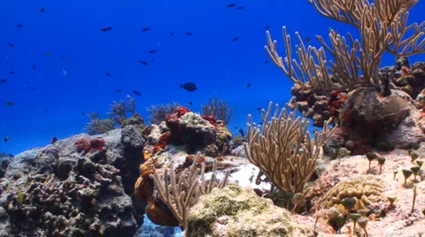 Coral reef lockdown shot Stock Footage 1069005