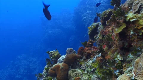 Coral reef locked Stock Footage 1132823