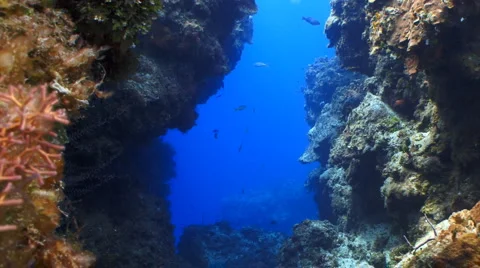 Coral reef locked Stock Footage 1265111