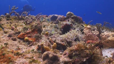 Coral reef magic Stockbeeldmateriaal 7747401