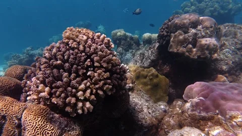 Coral reef in the Maldives Stock Footage 345785876