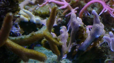 Coral reef with mandarin fish Stock Footage 5188609