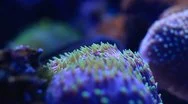Coral Reef (Marco Close-Up Hd) Stock Footage