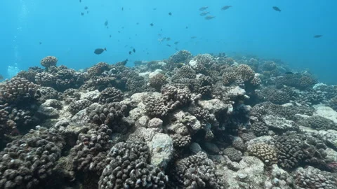 Coral reef Moorea Stock Footage 301147025