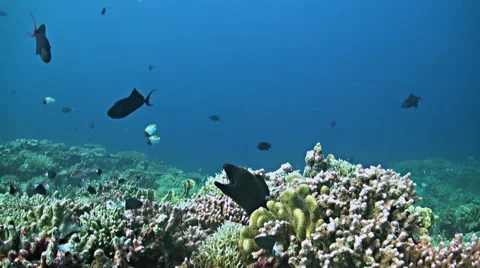 Coral reef with a Moray eel and plenty fish Stock Footage 50554717