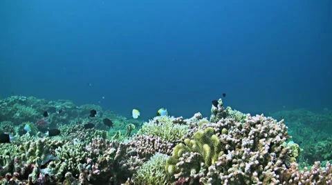 Coral reef with a Moray eel and plenty fish Stock Footage 50560460