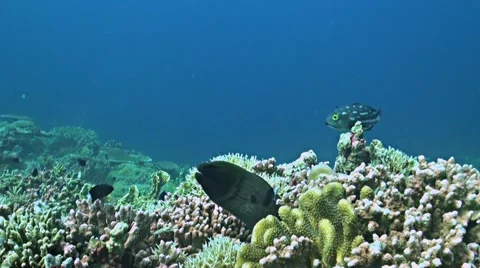 Coral reef with a Moray eel and plenty fish Vídeo Stock 52247245