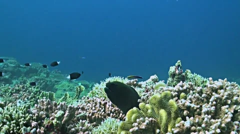 Coral reef with a Moray eel and plenty fish Stock Footage 52247530