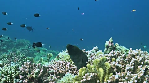 Coral reef with a Moray eel and plenty fish Stock Footage 52247651