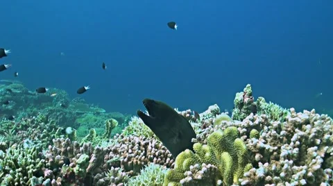 Coral reef with a Moray eel and plenty fish Vídeo Stock 52247652