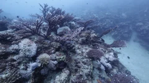 Coral reef .mp4 Stock Footage 10917603