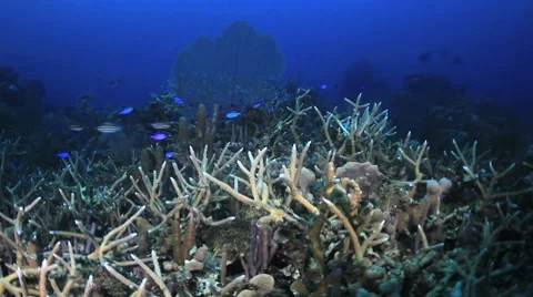 Coral Reef at Night Video stock 8653162