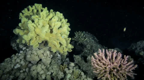 Coral reef at night 動画素材 22709235
