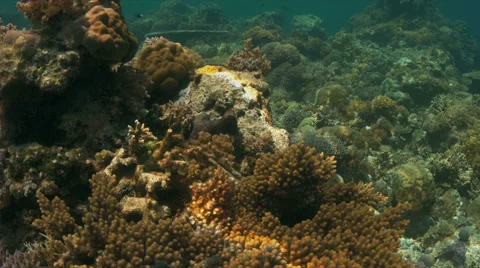 Coral reef with a Octopus. 4k Stock Footage 62584590