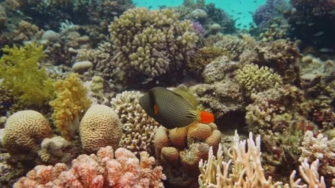 Coral Reef with Orange Lined Triggerfish Swimming Stock Footage 316580908
