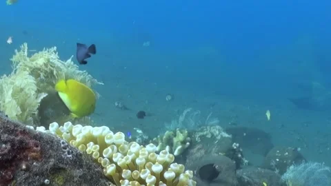 Coral Reef Paradise Teeming With Ocean Fish Life at Daytime Video stock 344477805
